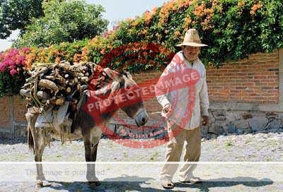 Jack Weatherington: Burro carrying firewood, Ajijic. Photo reproduced by kind permission of Mexconnect.com