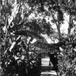 In the early 1950s, "Peter Arnold" ran one of Ajijic's earliest advertising campaigns - to attract tourists or artists?