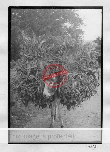 Jackie Hartley. c 1980. Photograph