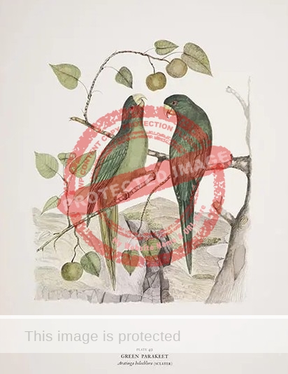 Andrew Grayson. Green Parakeet. (Image believed to be in public domain)